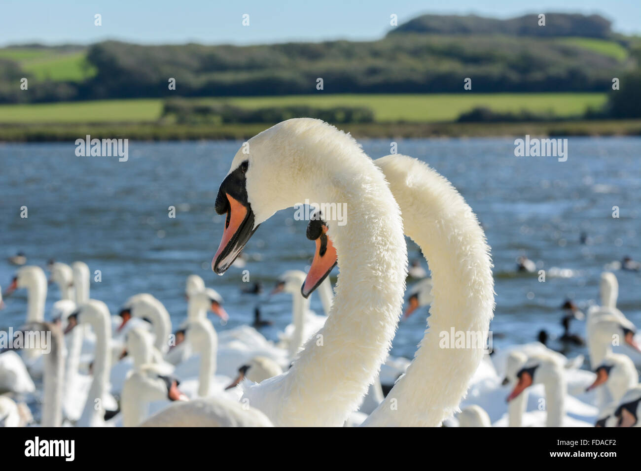 Ein paar Höckerschwäne durchführen, ein Ritual der Balz oder Paarung Tanz bei Abbotsbury Swannery, Dorset, England, UK Stockfoto