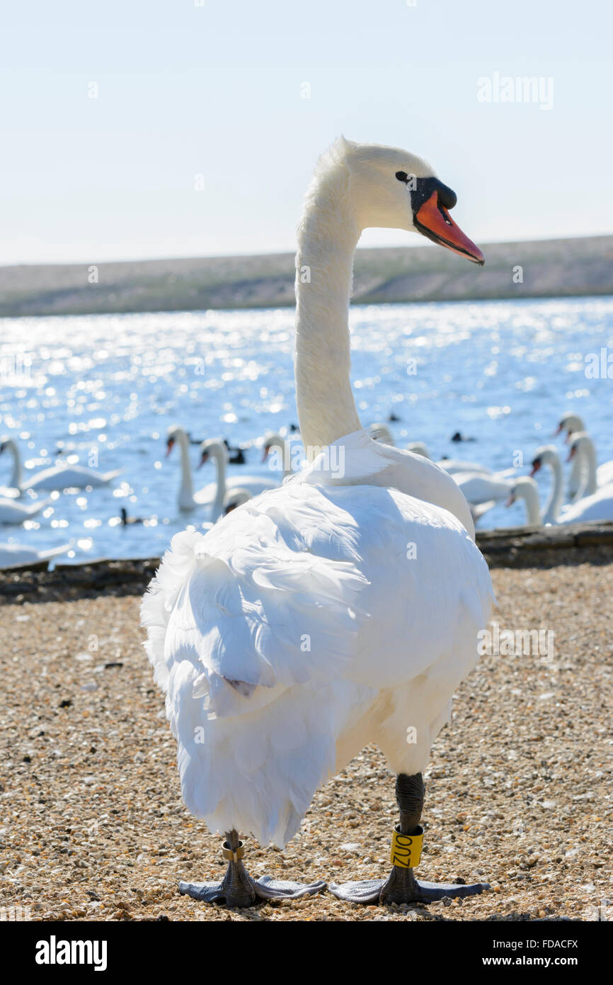 Ein Höckerschwan steht auf dem Ufer von Abbotsbury Swannery, Dorset, England, UK Stockfoto