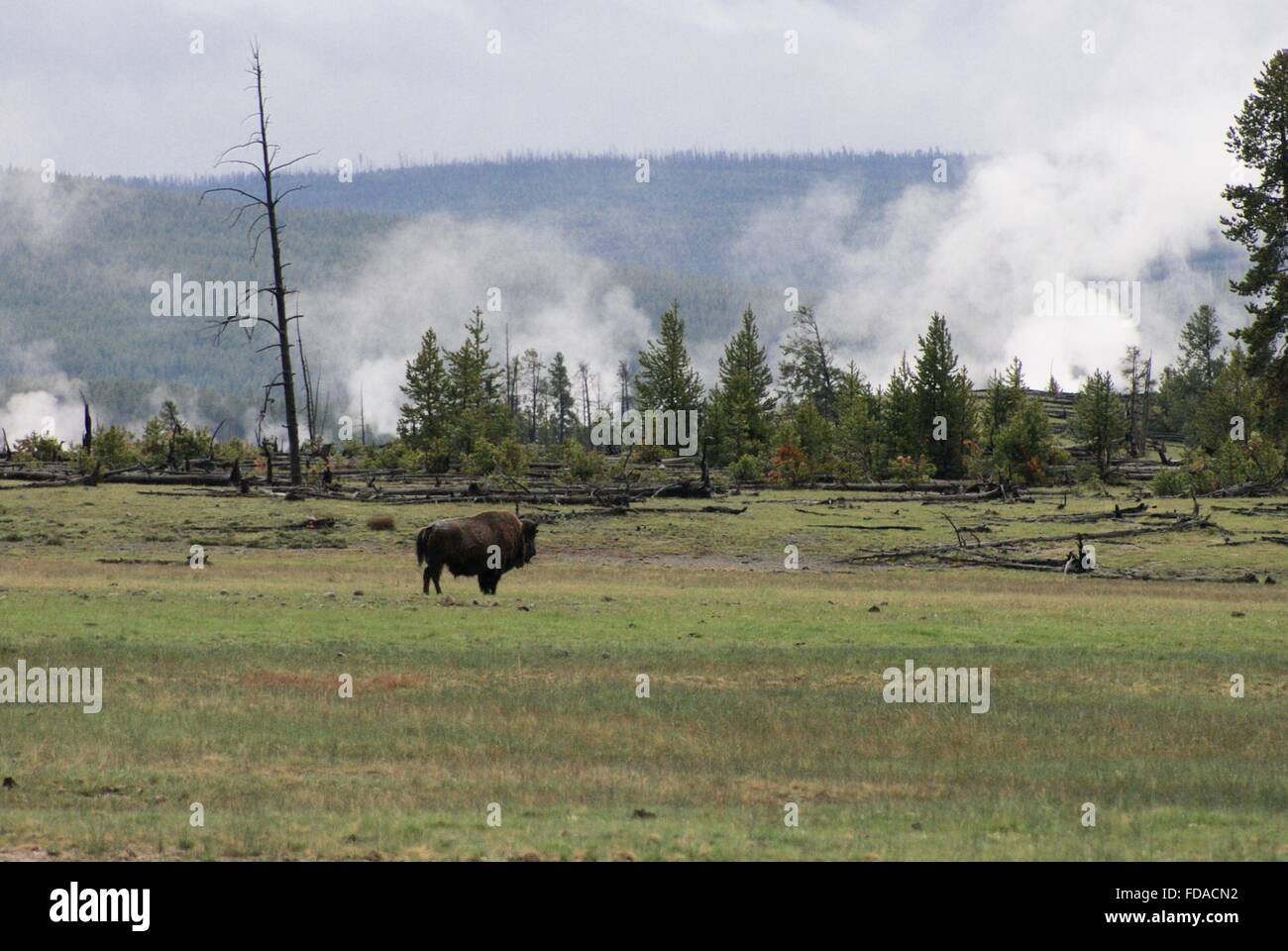 Frühling in den Yellowstone National Park mit vielen Amerikanischen Bisons oder Büffel roaming Park. Stockfoto