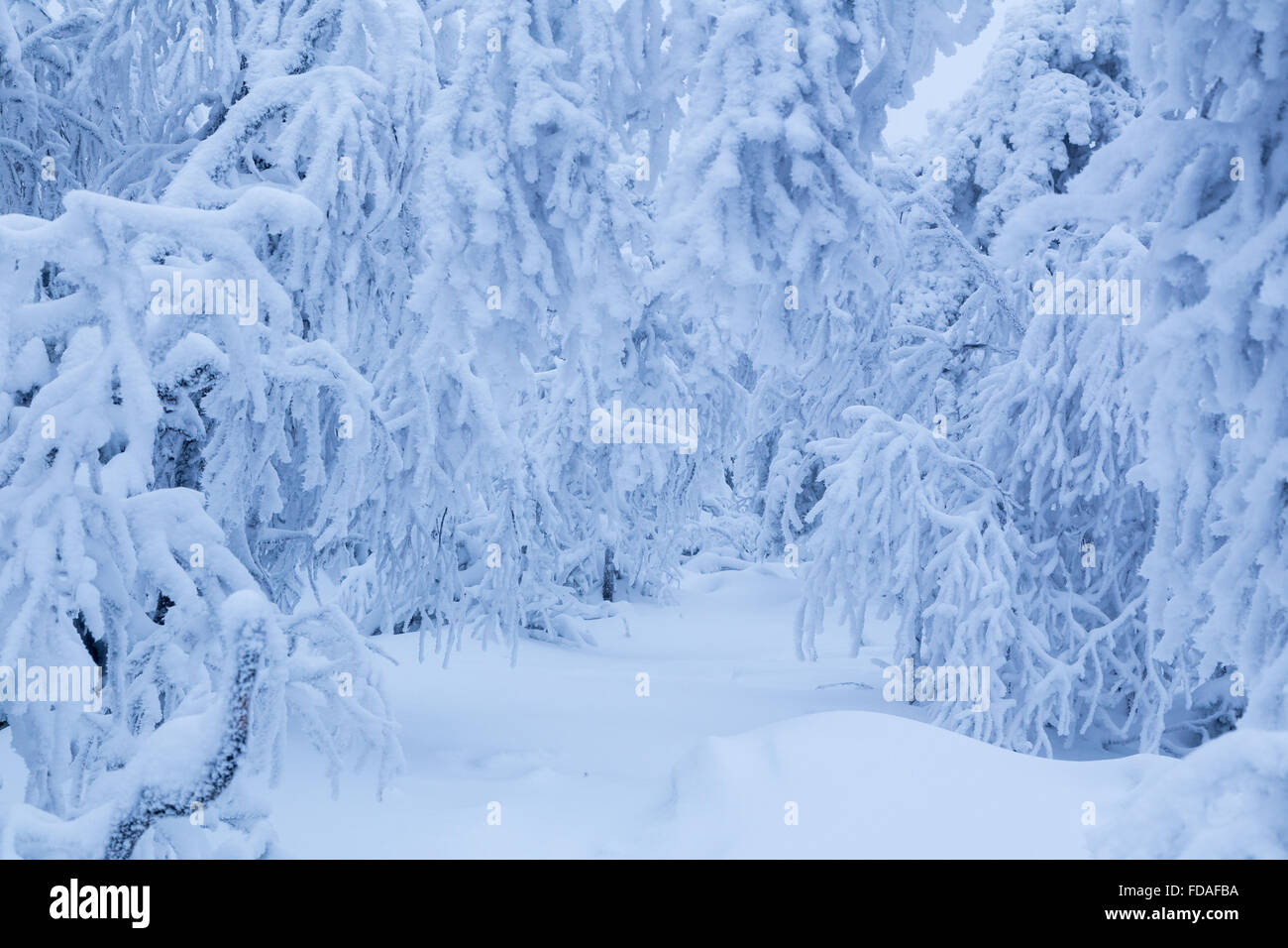 Verschneiten Winterwald Stockfoto