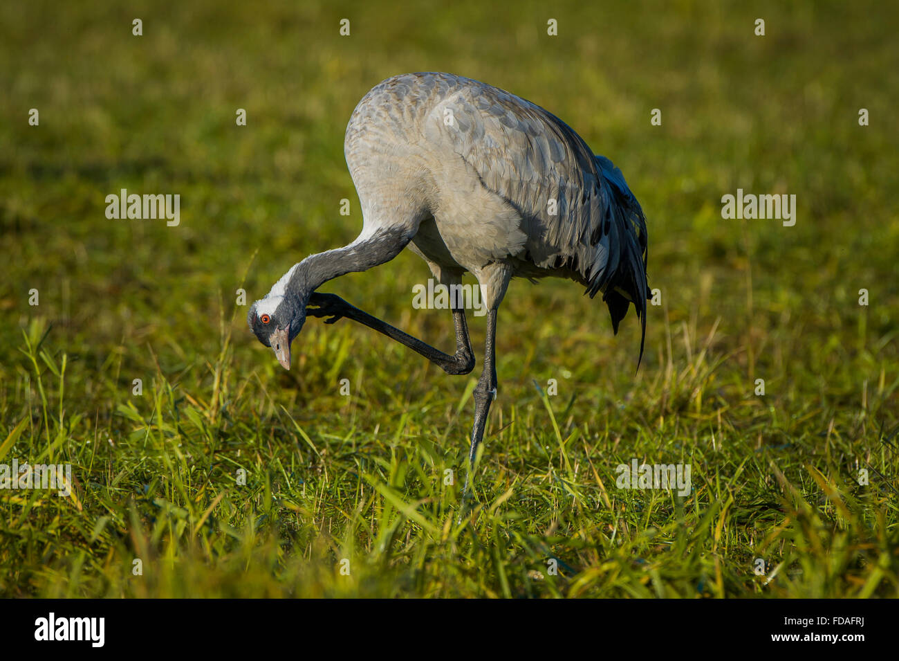 Eurasische oder gemeinsame Kranich (Grus Grus) putzen Federn, Erwachsene, Fischland-Darß-Zingst, Barhöft, Mecklenburg-Vorpommern Stockfoto