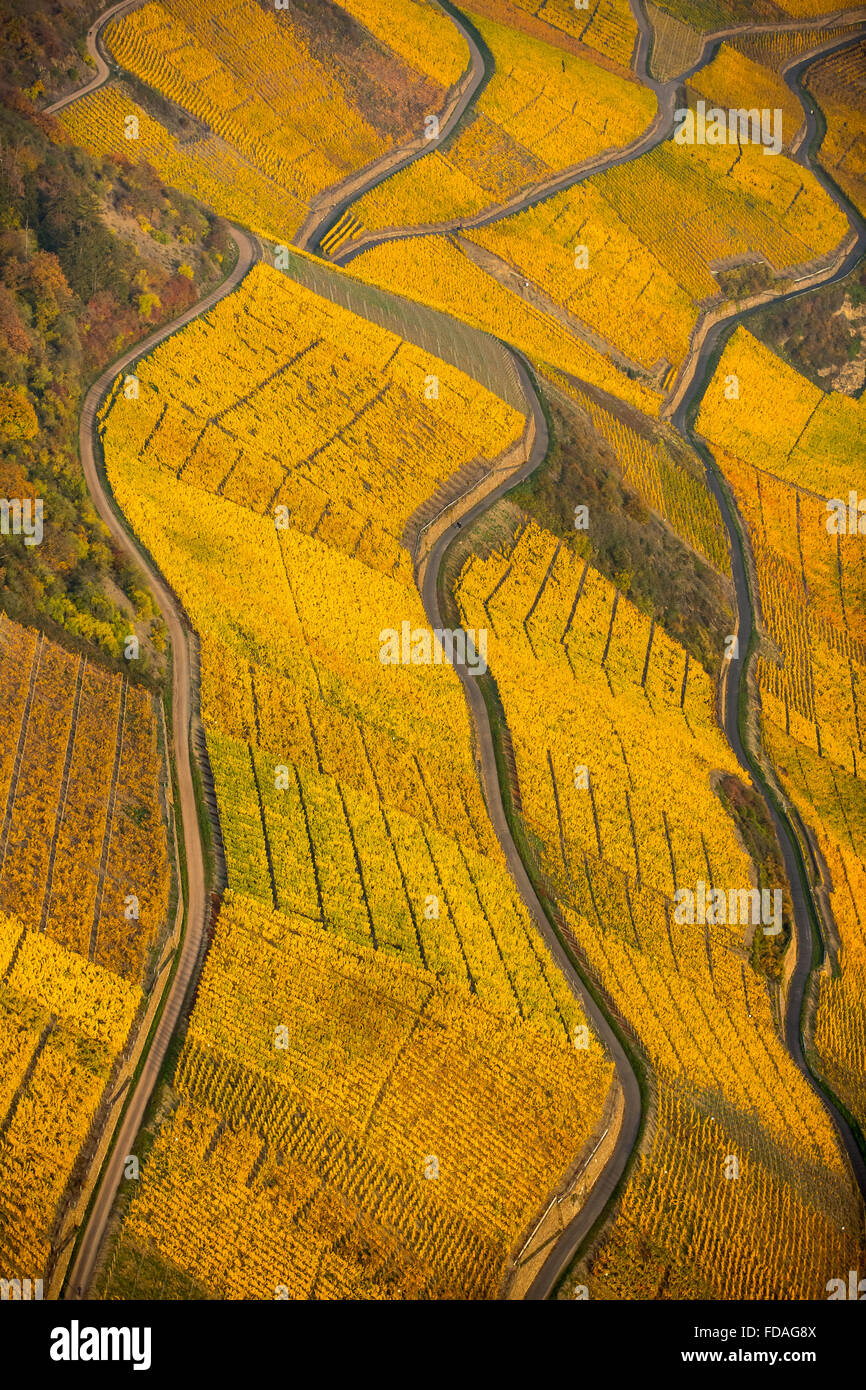 Steilen Weinberge im Herbst, Rheintal in Boppard, Rheinland-Pfalz, Deutschland Stockfoto