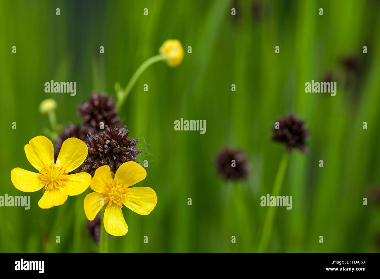 Wiese Hahnenfuß / groß Hahnenfuß / gemeinsame Hahnenfuß / Riesen Hahnenfuß (Ranunculus Acris) in Blüte Stockfoto