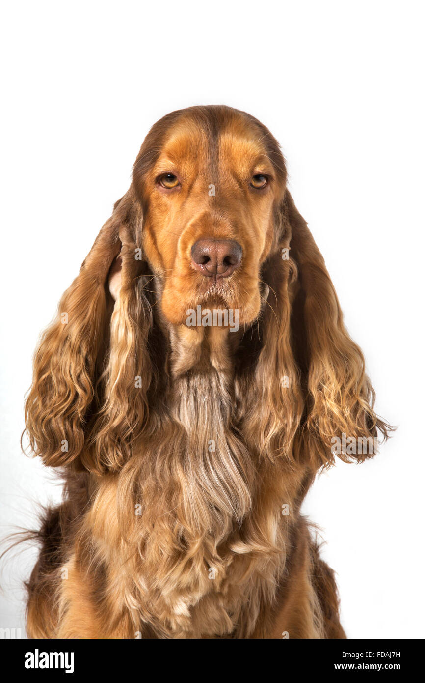 English Cocker Spaniel Hund (Canis Lupus Familiaris) Großaufnahme Porträt vor weißem Hintergrund Stockfoto