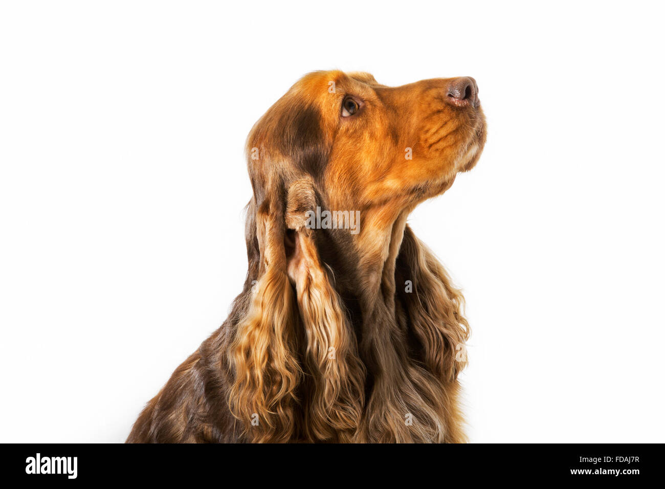 English Cocker Spaniel Hund (Canis Lupus Familiaris) Großaufnahme Porträt vor weißem Hintergrund Stockfoto