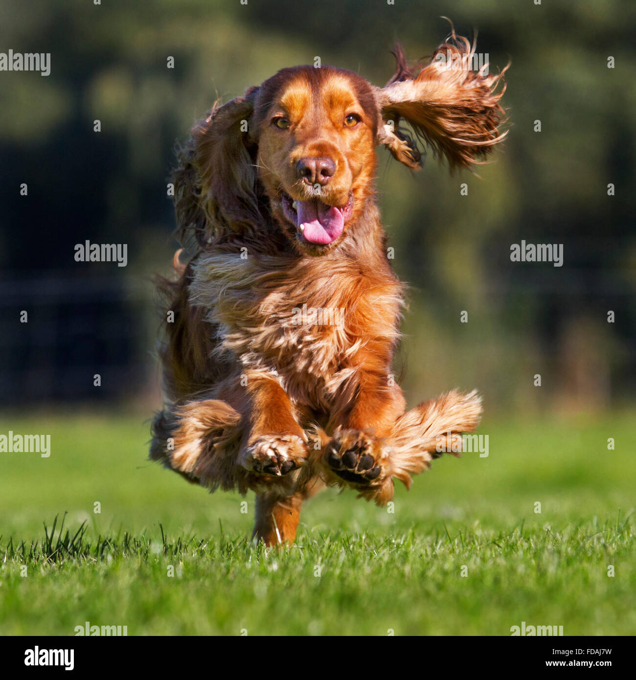 Happy English Cocker Spaniel Hund (Canis Lupus Familiaris) im Garten Stockfoto