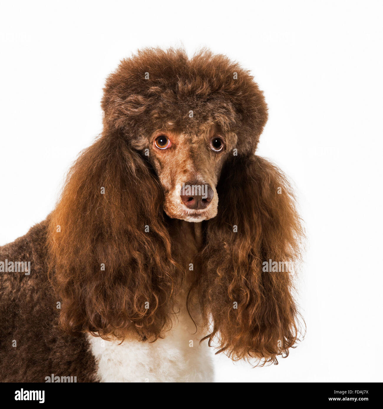 Harlekin Pudel (Canis Lupus Familiaris) Großaufnahme Porträt vor weißem Hintergrund Stockfoto