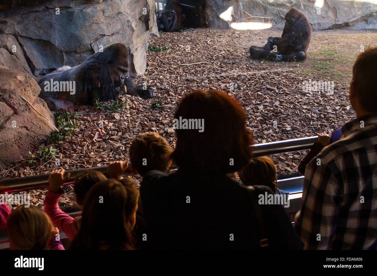 Menschen beobachten eines Gorillas Küste, Gorilla Gorilla. Bioparc.Valencia, Spanien. Stockfoto