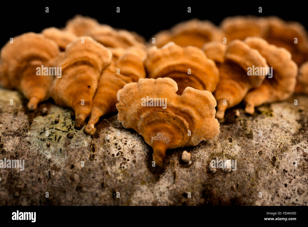 Kleine orange Pilze auf den Baumstamm Stockfoto