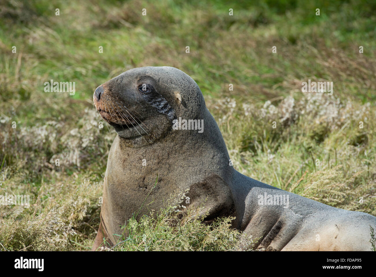 Neuseeland, Auckland-Inseln, Süd Pazifik, Enderby Insel, Sandy Bay. Neuseeland Seelöwe (Phocarctos Hookeri). Stockfoto