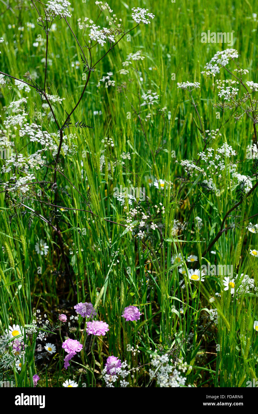 Anthriscus Sylvestris Ravenswing lila Blätter Laub weiße Blumen Kuh Petersilie Blume Blüte mehrjährige Parsleys RM Floral Stockfoto