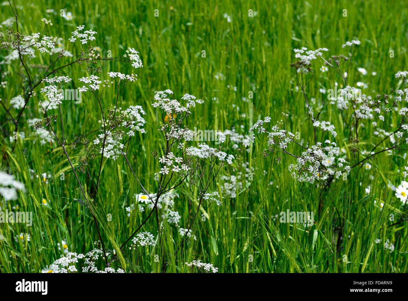 Anthriscus Sylvestris Ravenswing lila Blätter Laub weiße Blumen Kuh Petersilie Blume Blüte mehrjährige Parsleys RM Floral Stockfoto
