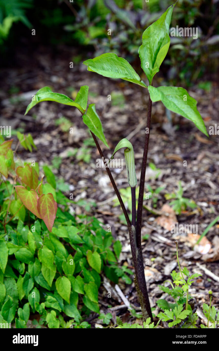 Arisaema Triphyllum Jack in der Kanzel Holz Wald Schatten schattige schattigen Garten Gartenarbeit Laub architektonische Werk RM Floral Stockfoto