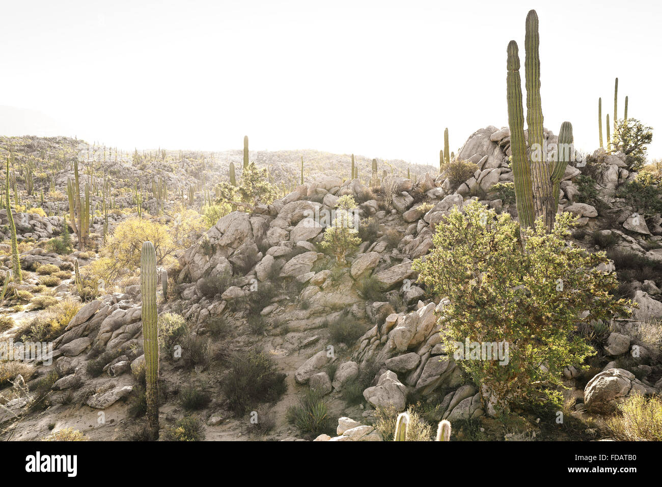 Wüste-Szene in Baja California, Mexiko Stockfoto