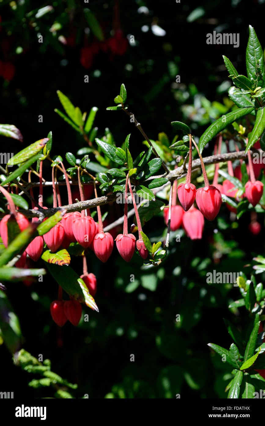 Crinodendron Hookerianum Lampion Baum Rot Blume Blumen Blüte Baum Strauch immergrünen Garten exotische RM Floral Stockfotografie