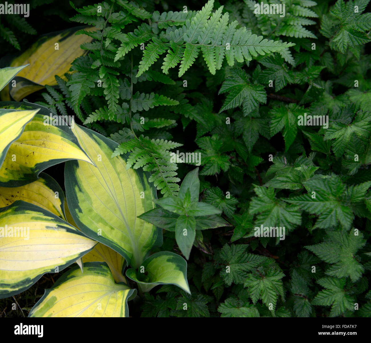 Dryopteris Filix-Mas Hosta Orangenmarmelade Filipendula Palmata Göteborg grüne Laub Blätter Schatten schattige schattigen Bepflanzung Schema Stockfoto