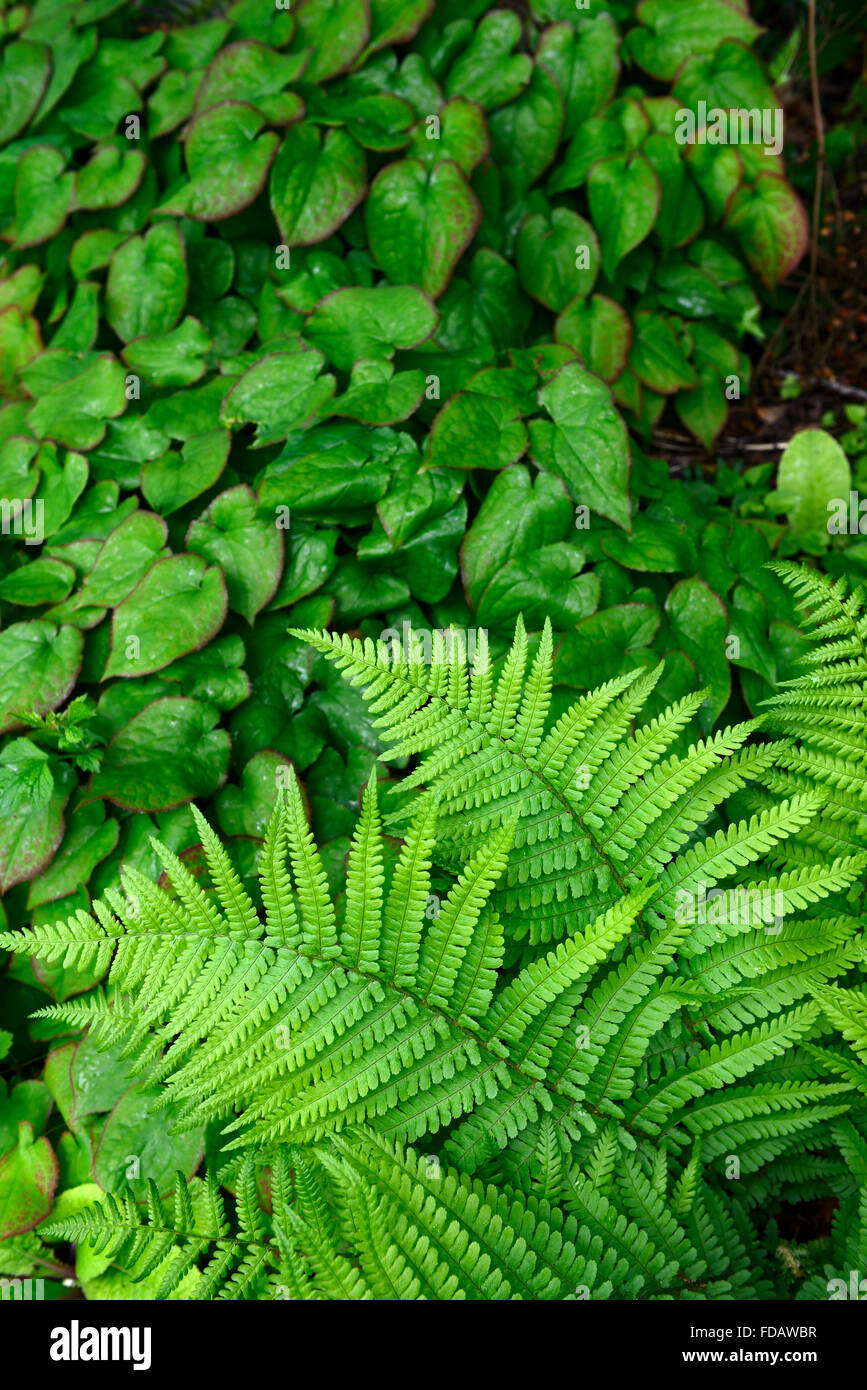 Epimedium Dryopteris Filix-Mas Laub Blätter Schatten schattige schattiert Pflanzen Schema grüne Bodendecker RM floral Stockfoto