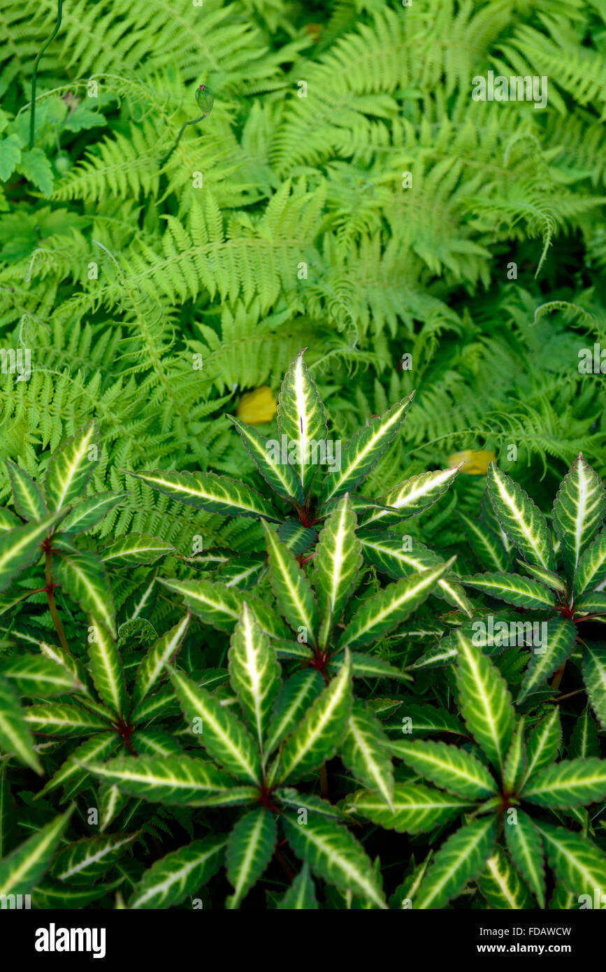 Impatiens Omeiana Dryopteris Farn Laub Blätter Kontrast Pflanzung Kombination Regelung RM Floral Stockfoto