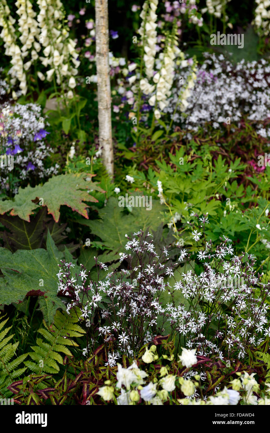 Lychnis Flos Cuculi Ragged Robin weißen Fingerhut Akeleien Hainbuche Blume Blumen Blüte mehrjährige Gartenpflanze RM Floral Stockfoto