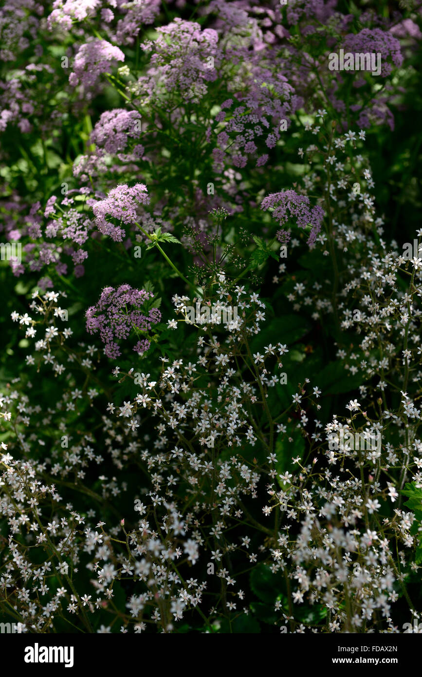 Saxifraga Hirsuta Chaerophyllum Hirsutum Roseum rosa weiße Blume Blumen Blüte Kombination behaarte Kerbel Schatten schattige schattiert Stockfoto