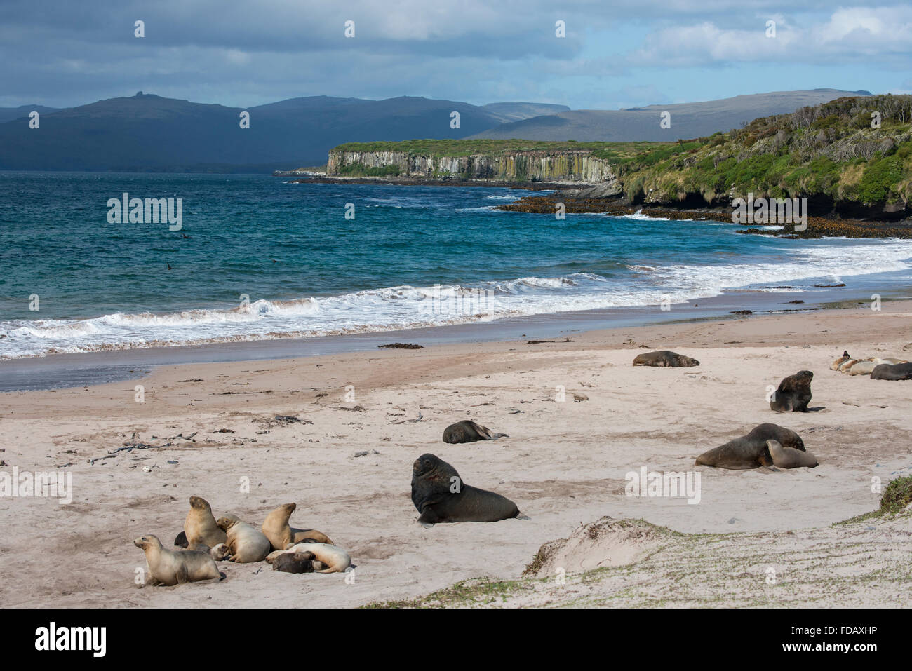 Neuseeland, Auckland-Inseln, Süd Pazifik, Enderby Insel, Sandy Bay. Neuseeland Seelöwe (Phocarctos Hookeri). Stockfoto