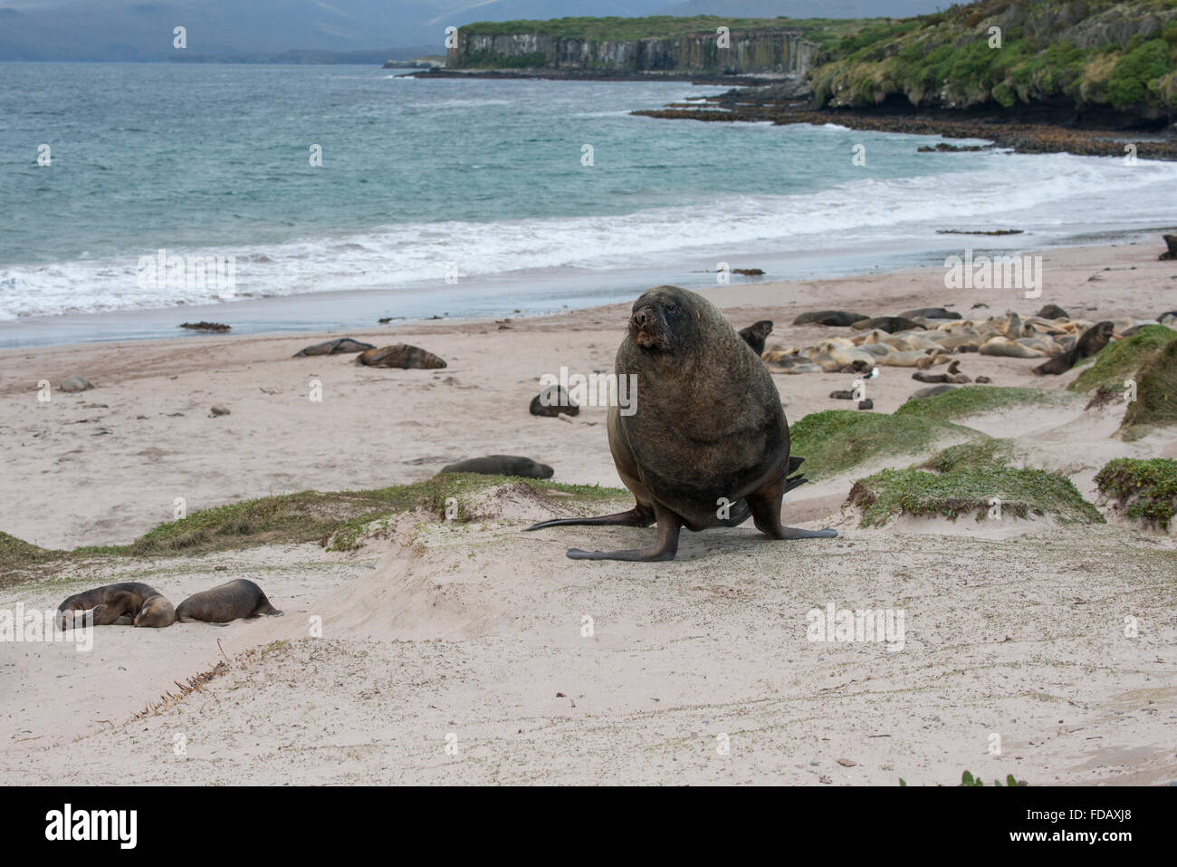 Neuseeland, Auckland-Inseln, Süd Pazifik, Enderby Insel, Sandy Bay. Männliche Neuseeland Seelöwe (Phocarctos Hookeri). Stockfoto