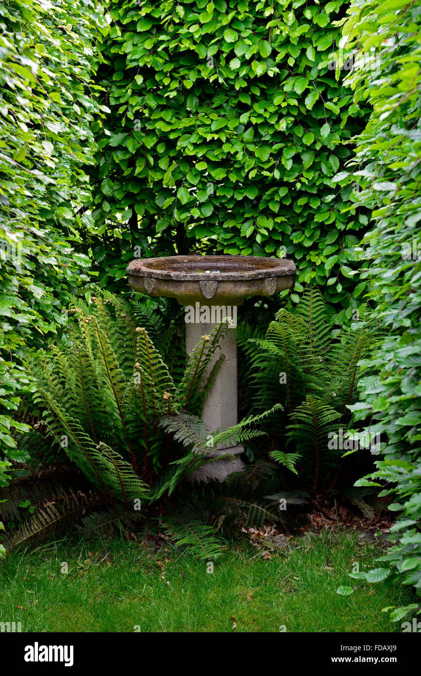 Vogel Bad Dryopteris Farn Buche Hecke Garten Sind Im Garten Design
