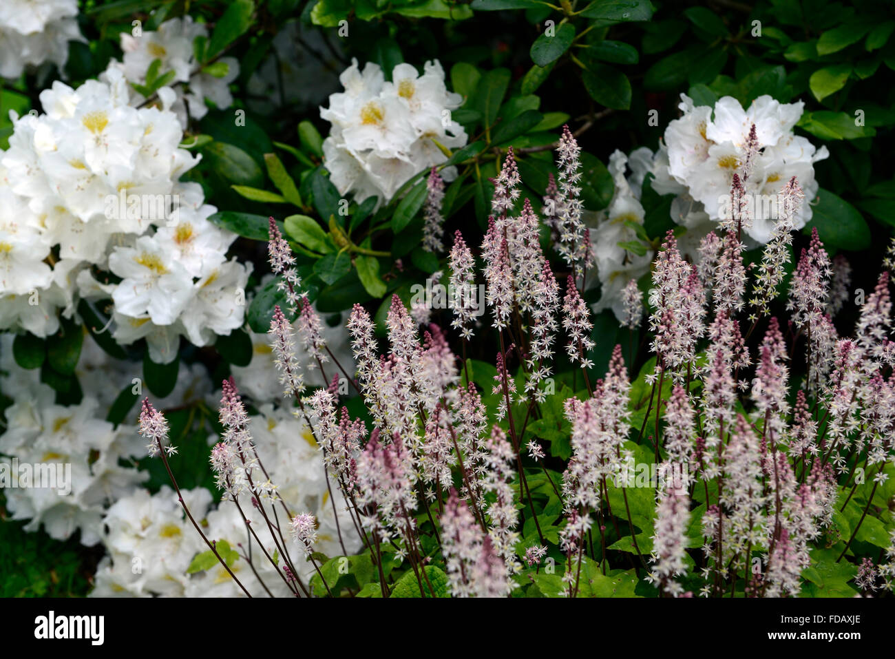 Tiarella Cordifolia rosa Rakete Heart-leaved Schaum-Blume Blte Blumen  Rhododendron Strauch Schatten schattige schattiert RM Floral  Stockfotografie - Alamy