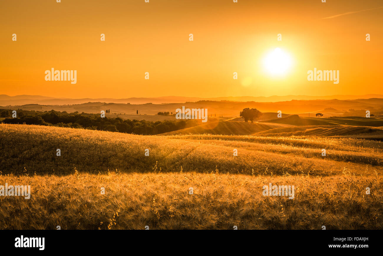 Goldener Sonnenuntergang über toskanischen Felder in Italien Stockfoto