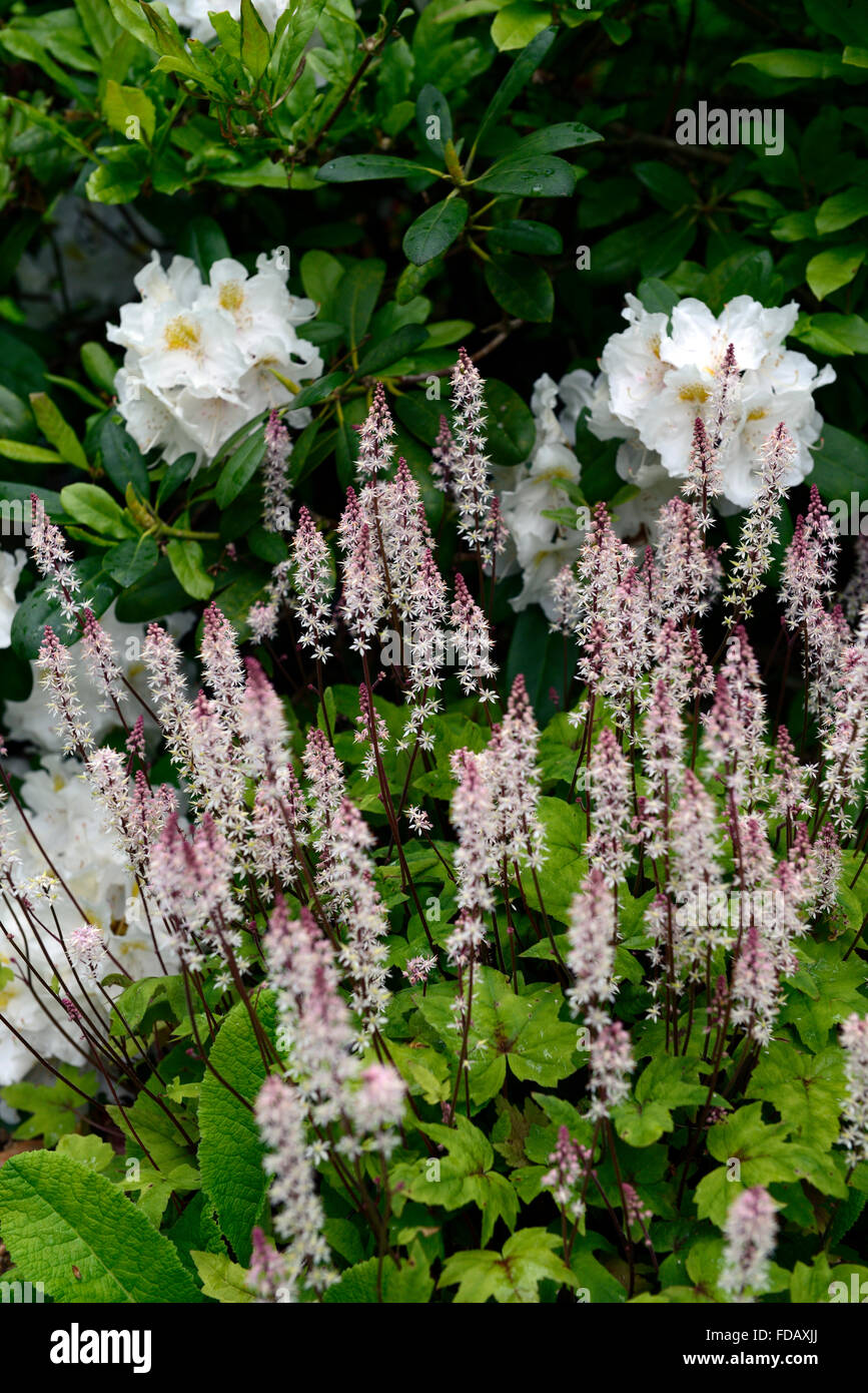 Tiarella Cordifolia rosa Rakete Heartleaved SchaumBlume Blüte Blumen