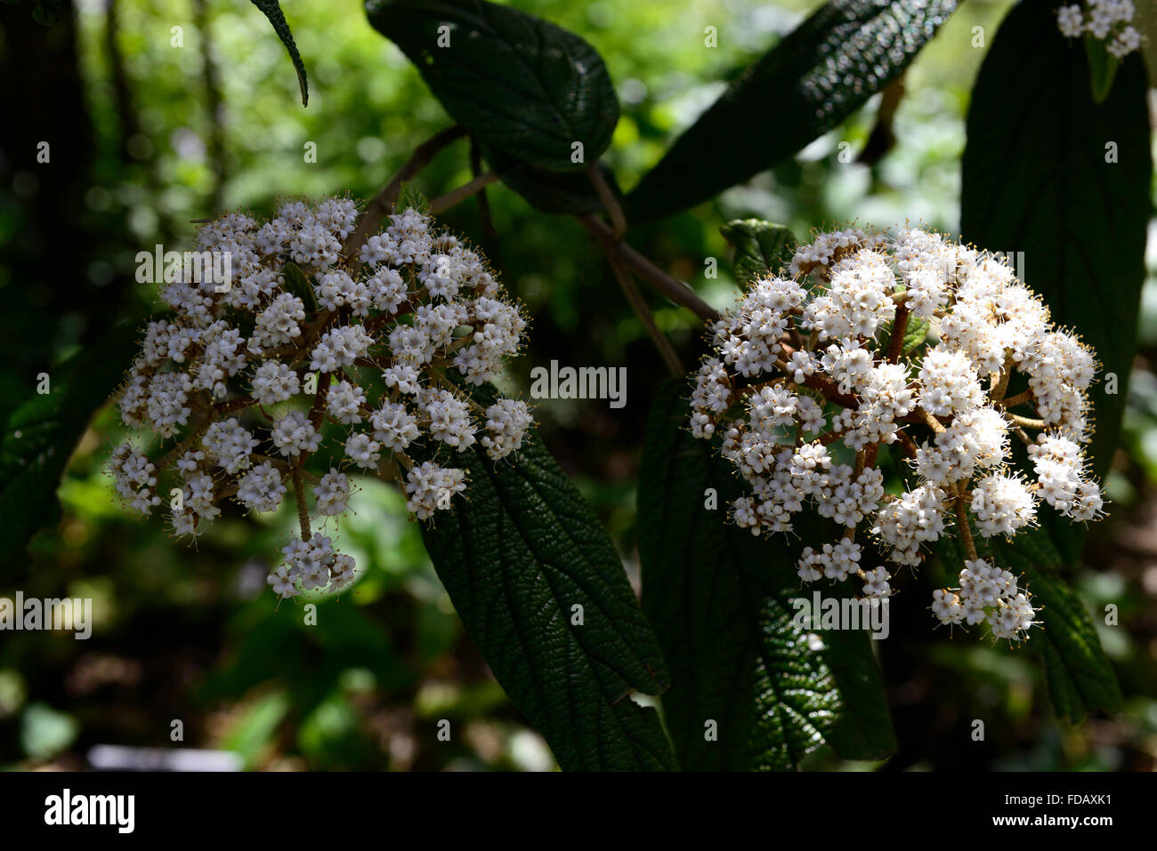 Grüner strauch mit weißen blumen Fotos und Bildmaterial in hoher