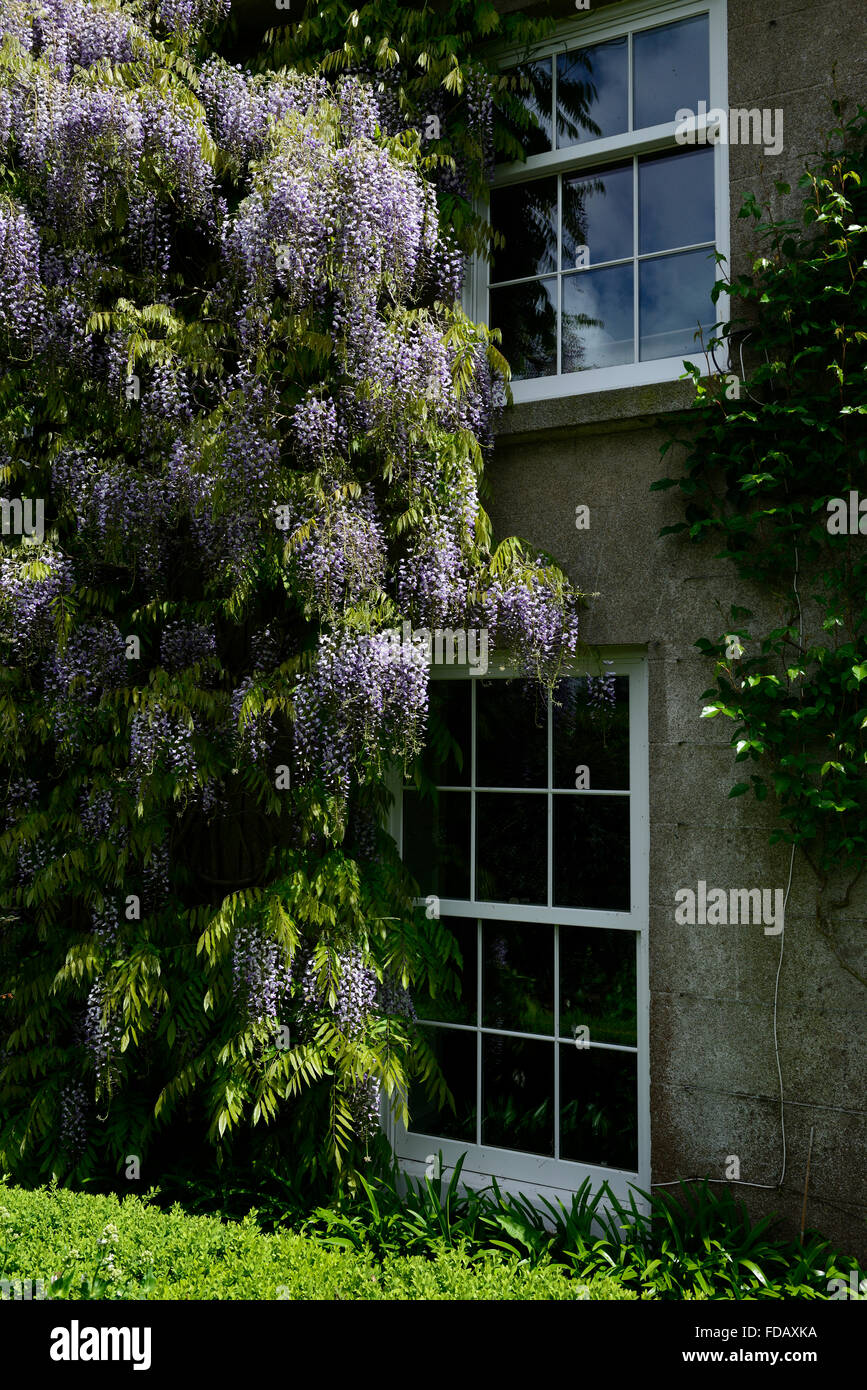 Blaue Glyzinien Blumen Blume blüht späten Frühling frühen Sommer Haus Frontdisplay RM Floral Stockfoto