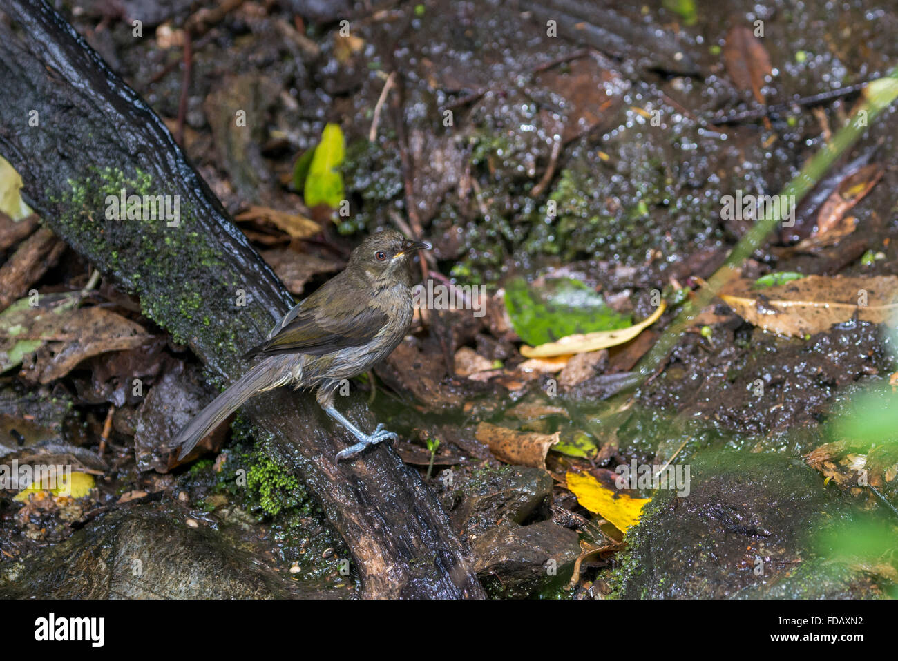 Neuseeland, Marlborough Sounds, Queen Charlotte Sound, Motuara Island. Raubtier-freie Insel Vogelschutzgebiet. Neuseeland Bellbird. Stockfoto