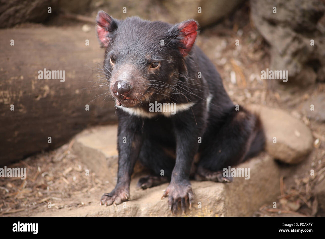 Eine junge Beutelteufel auf ein Heiligtum in Tasmanien, Australien Stockfoto