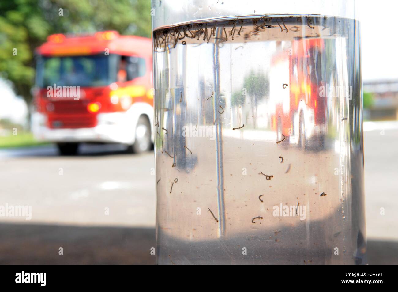 Eine Aedes Aegypti Moskitolarven in einem Glasbehälter während der Bemühungen um den Ausbruch der Zika-Virus durch Gesundheitspersonal 8. April 2015 in Samambaia, BHs Lia, Brasilien Einhalt zu Gebieten. Die Helfer Aegypti Mücke trägt Zika und Dengue-Fieber-Viren. Stockfoto