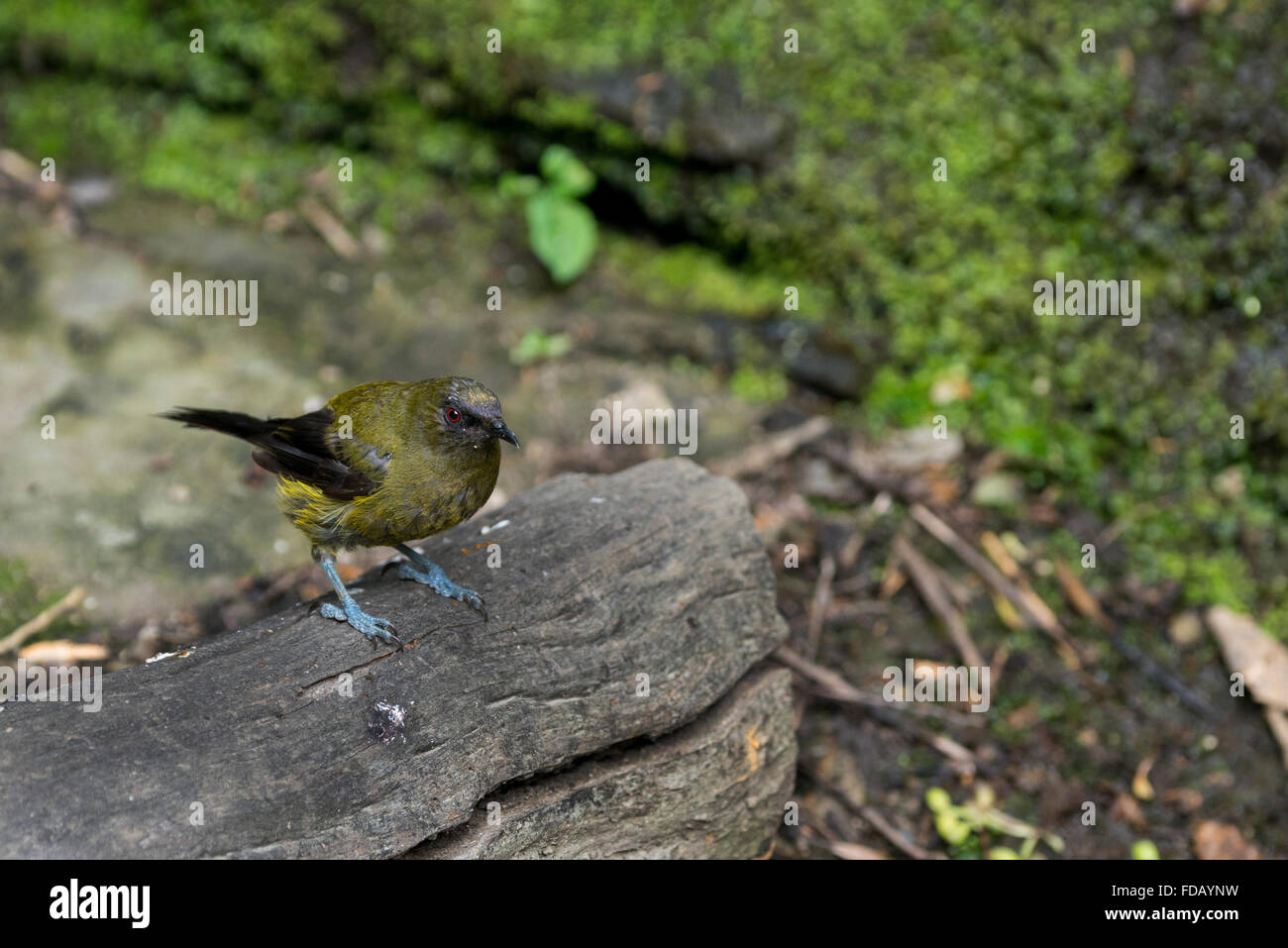 Neuseeland, Marlborough Sounds, Queen Charlotte Sound, Motuara Island. Raubtier-freie Insel Vogelschutzgebiet. Neuseeland Bellbird. Stockfoto