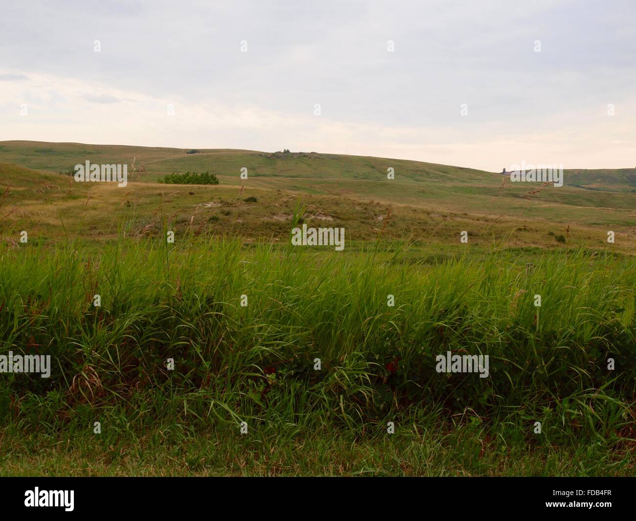 Prärielandschaften im Sommer Stockfoto