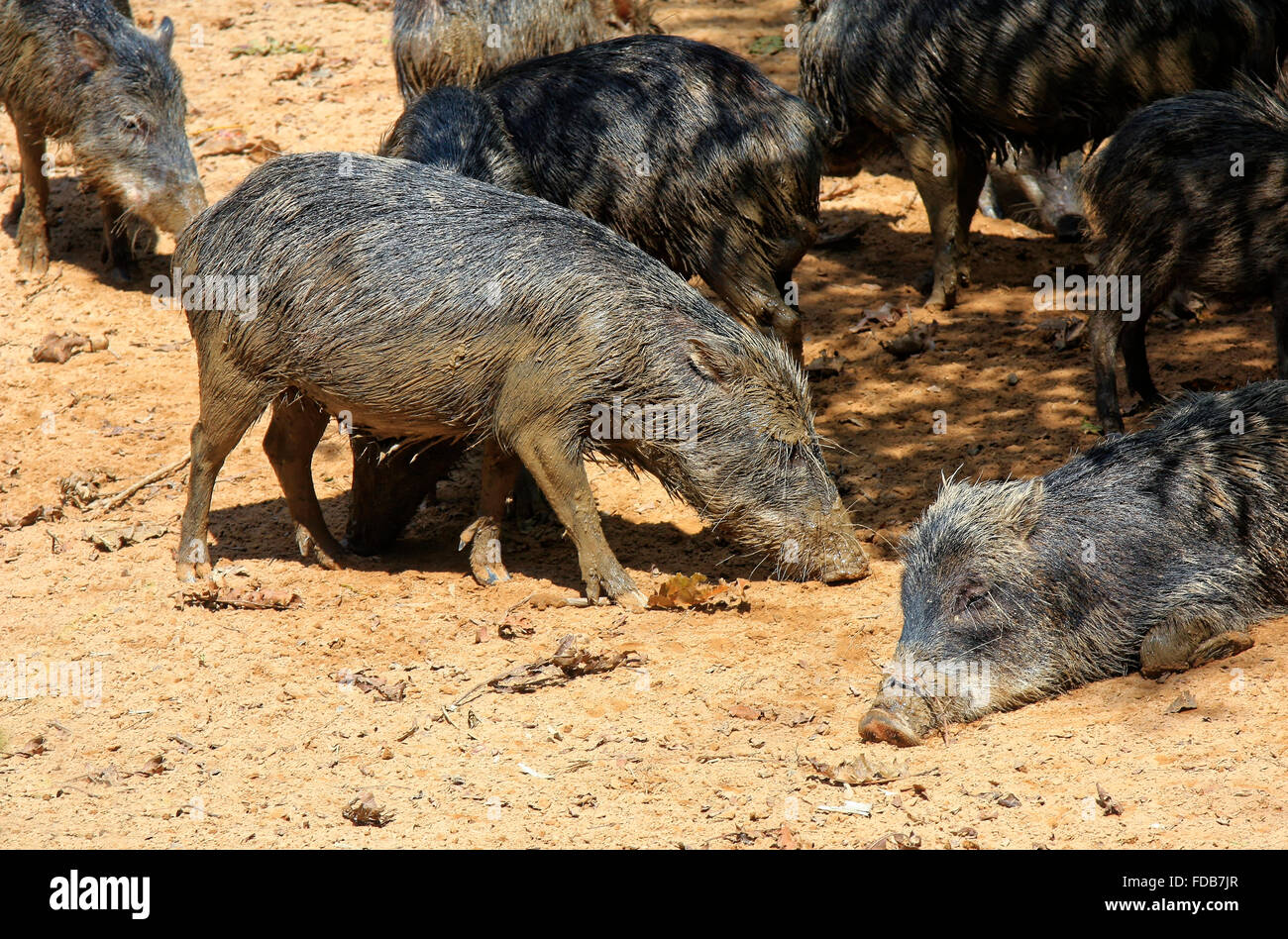Schwein des echolots -Fotos und -Bildmaterial in hoher Auflösung – Alamy