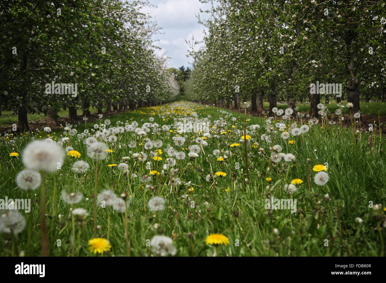 Löwenzahn wachsen unter Birnenbäume in einem Obstgarten. Hereford und Worcestershire Landschaft, UK Stockfoto