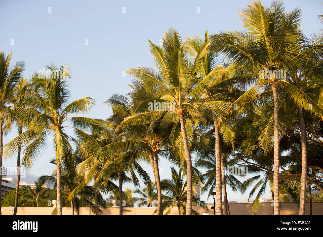 Palmen auf Ohau, Hawaii Stockfoto Palmen auf Ohau, Hawaii Stockfoto