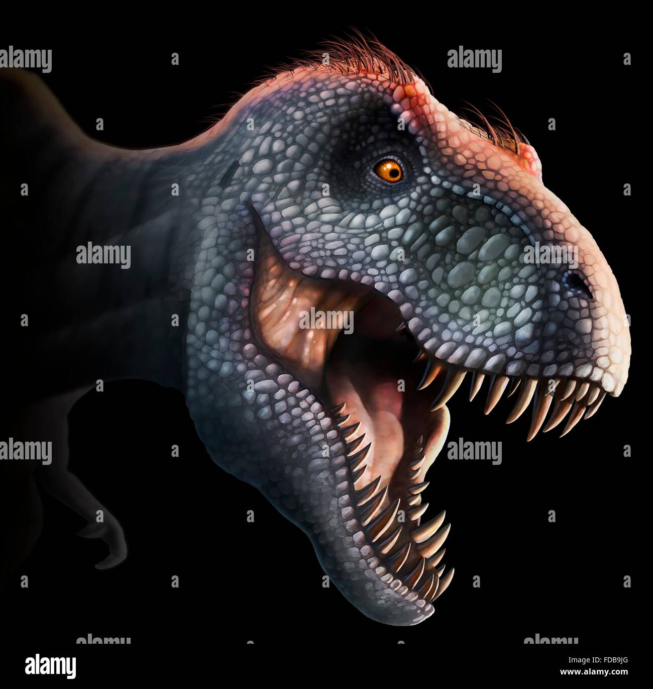 Tyrannosaurus Rex-Kopf, Abbildung. Dieser Dinosaurier lebten vor etwa 70 Millionen Jahren bis zum Aussterben der Dinosaurier etwa 5 Millionen Jahre später in Nordamerika. Der Kopf ist stark gebaut, um Auswirkungen mit Beutetieren, zu widerstehen und hat die scharfe Zähne ein Raubtier. T. wird Rex gedacht, um eine Schnitzeljagd sowie ein Jäger gewesen sein. Unter den größten fleischfressenden Dinosaurier T. Rex war bis zu 6 Meter hoch und wog mehr als 7 Tonnen. Das Tier ist mit braunen Federn dargestellt, obwohl spekulativ, ob es ihnen im realen Leben hatte ist. Stockfoto