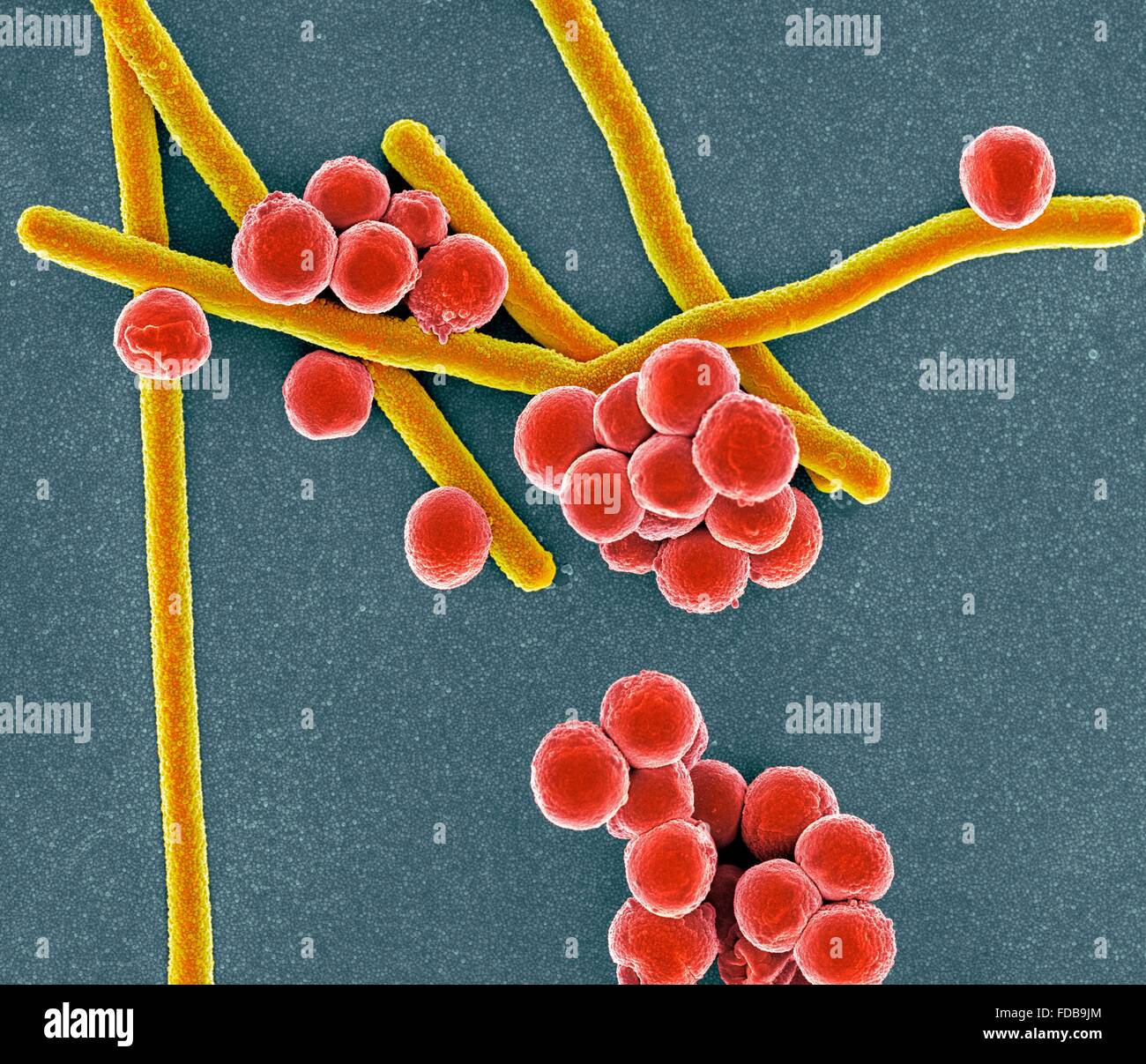 Farbige scanning Electron Schliffbild (SEM) von stabförmigen (Bacillus) und rund (Coccus) Bakterien. Stockfoto