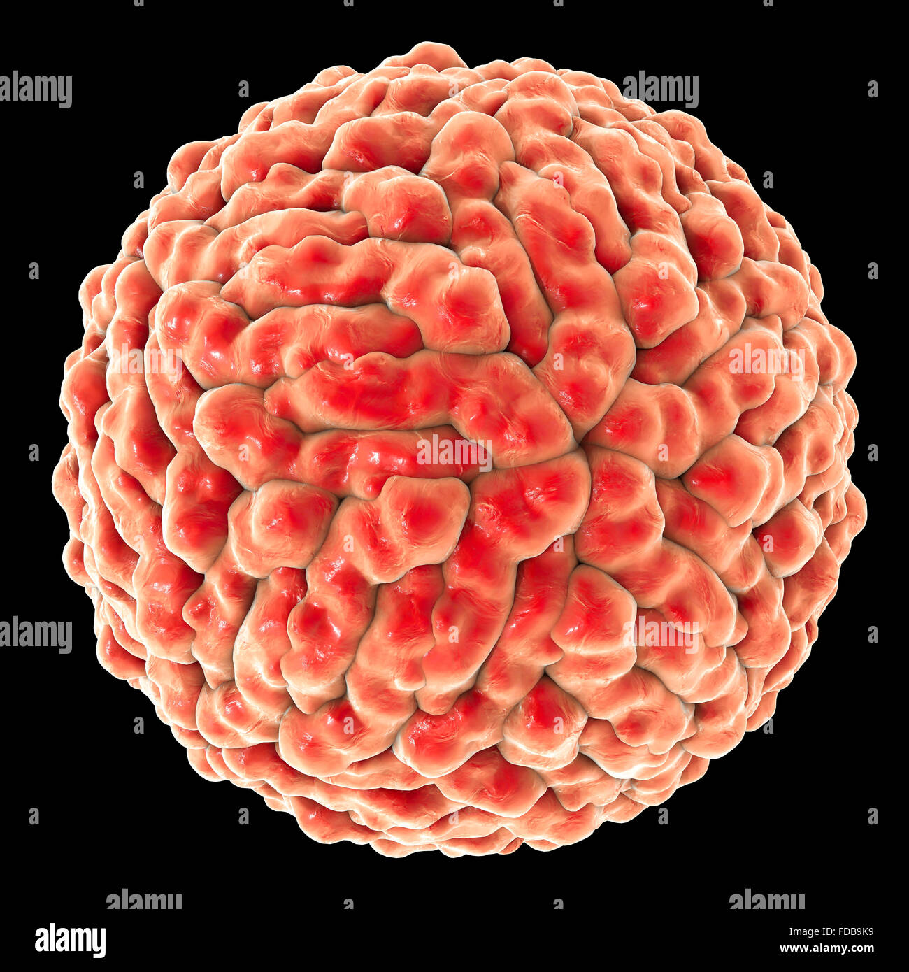 Zika-Virus, Computer Bild. Dies ist eine RNA (Ribonukleinsäure)-Virus aus der Familie der Flaviviridae. Es ist über den Biss eines infizierten Aedes SP. Mücke auf den Menschen übertragen. Es verursacht Zika Fieber, eine leichte Erkrankung mit Symptomen wie Hautausschlag, gemeinsame Schmerz und Konjunktivitis. Im Jahr 2015 wurde eine bisher unbekannte Verbindung zwischen Zika-Infektion bei schwangeren Frauen und Mikrozephalie (kleiner Kopf) bei Neugeborenen berichtet. Dies kann dazu führen, dass fehl- oder Tod kurz nach Geburt oder führen zu Entwicklungsverzögerungen und Störungen. Stockfoto