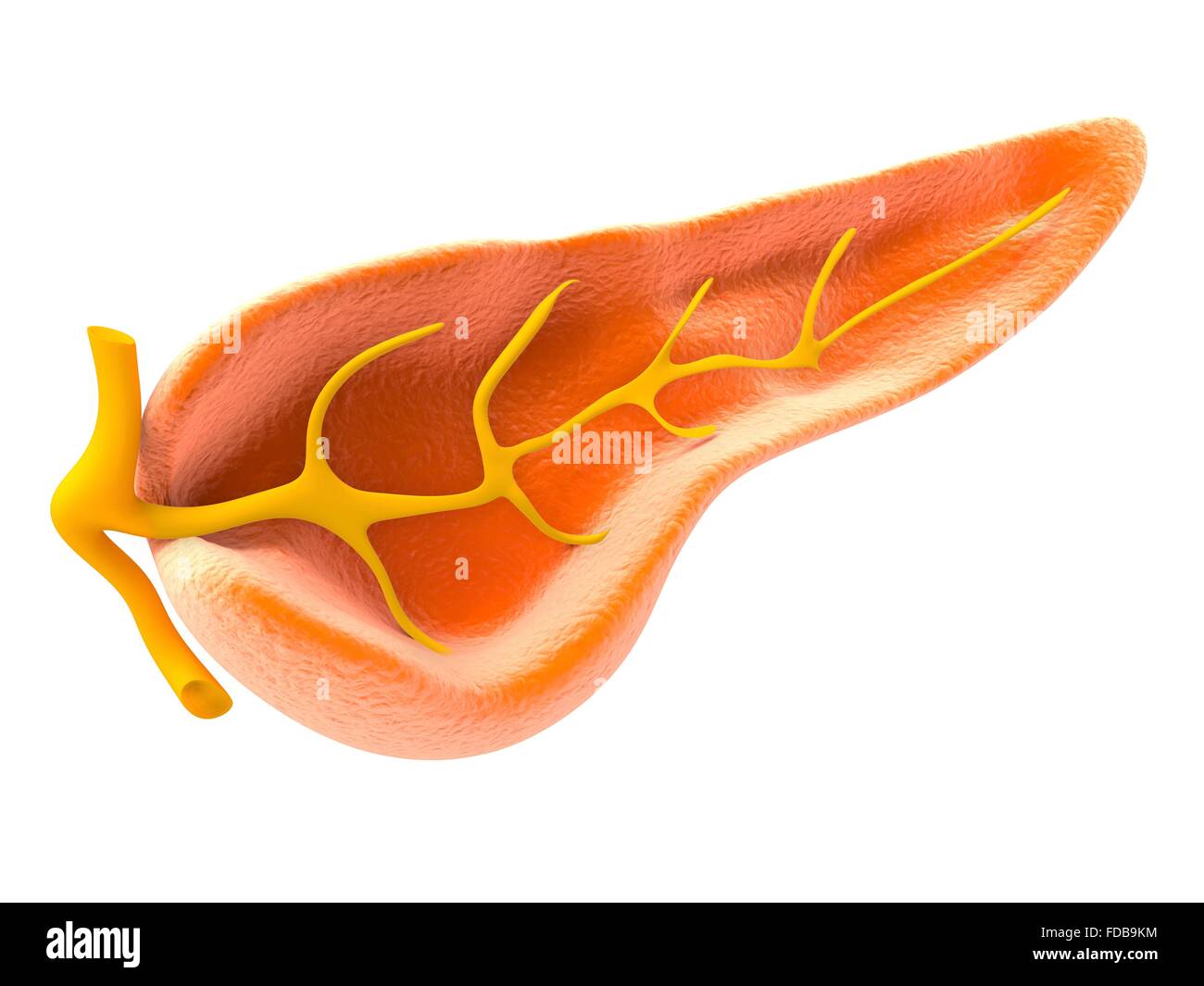 Querschnitt der menschlichen Bauchspeicheldrüse, zeigt den Pankreasgang, Computer Artwork. Stockfoto