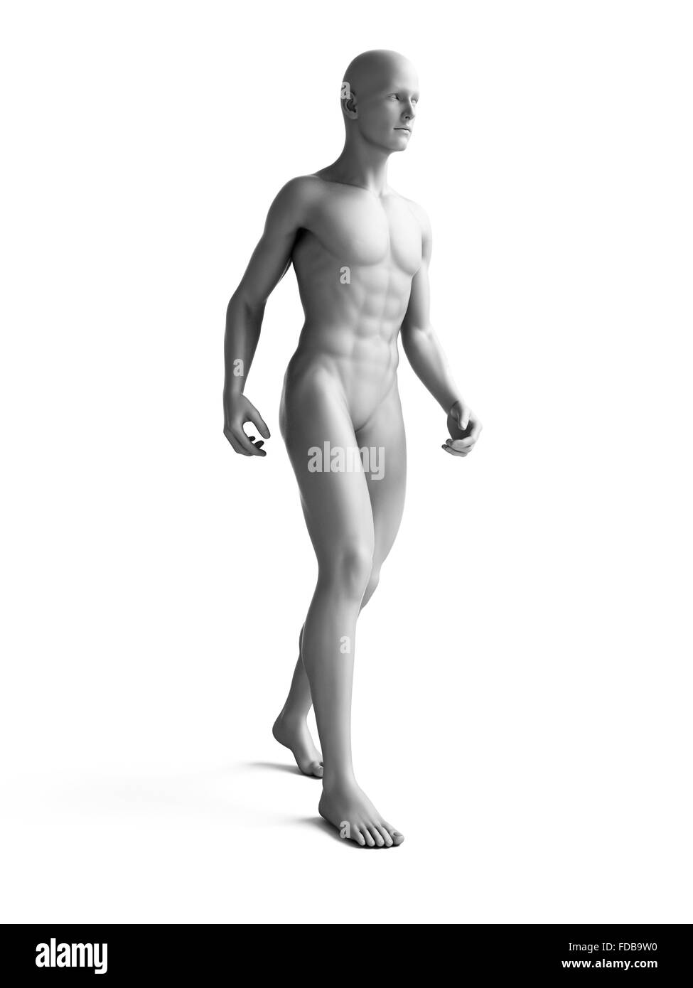 Anatomie eines Mannes stehend, Abbildung. Stockfoto