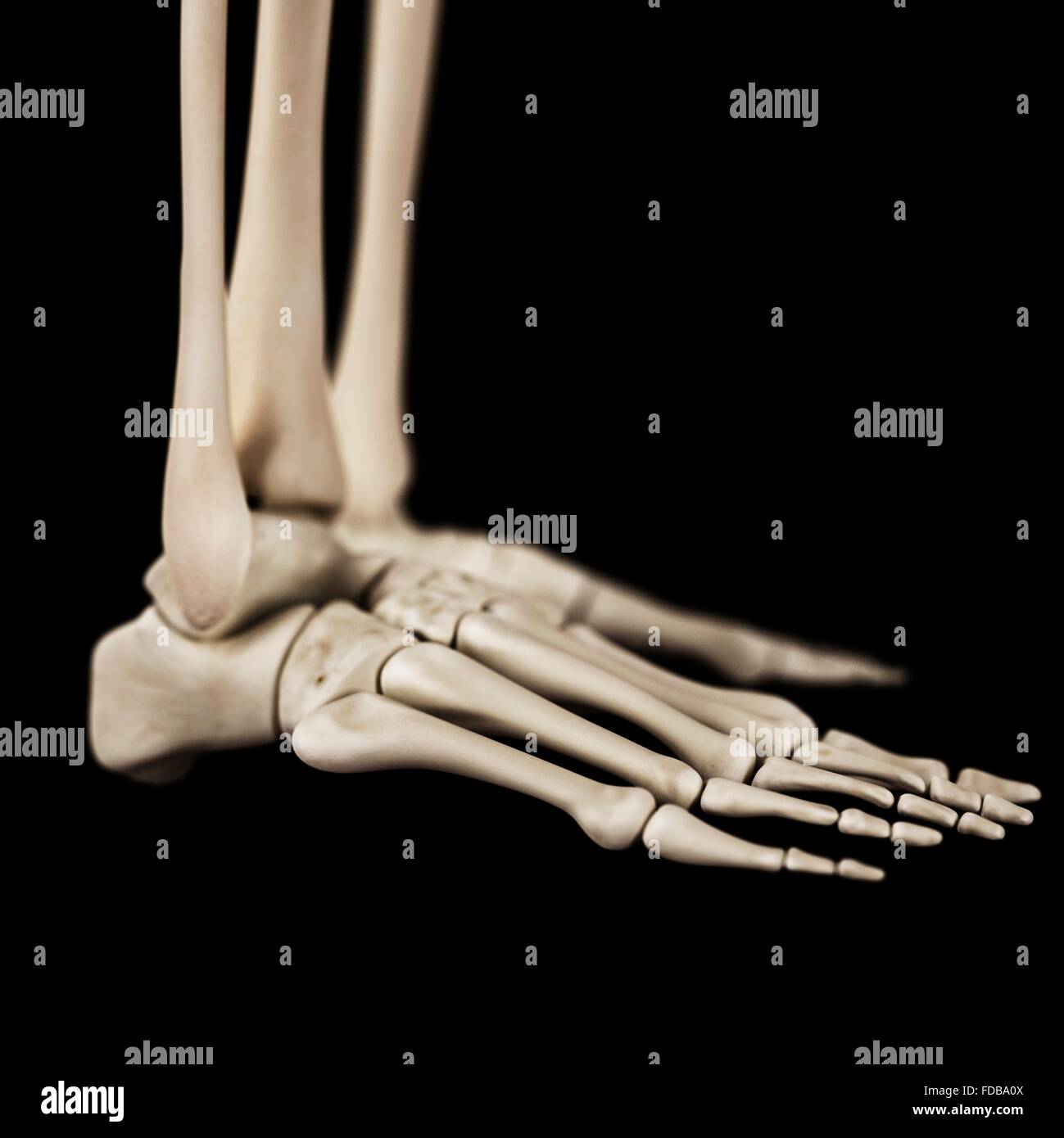 Menschlichen Fußknochen, Abbildung. Stockfoto