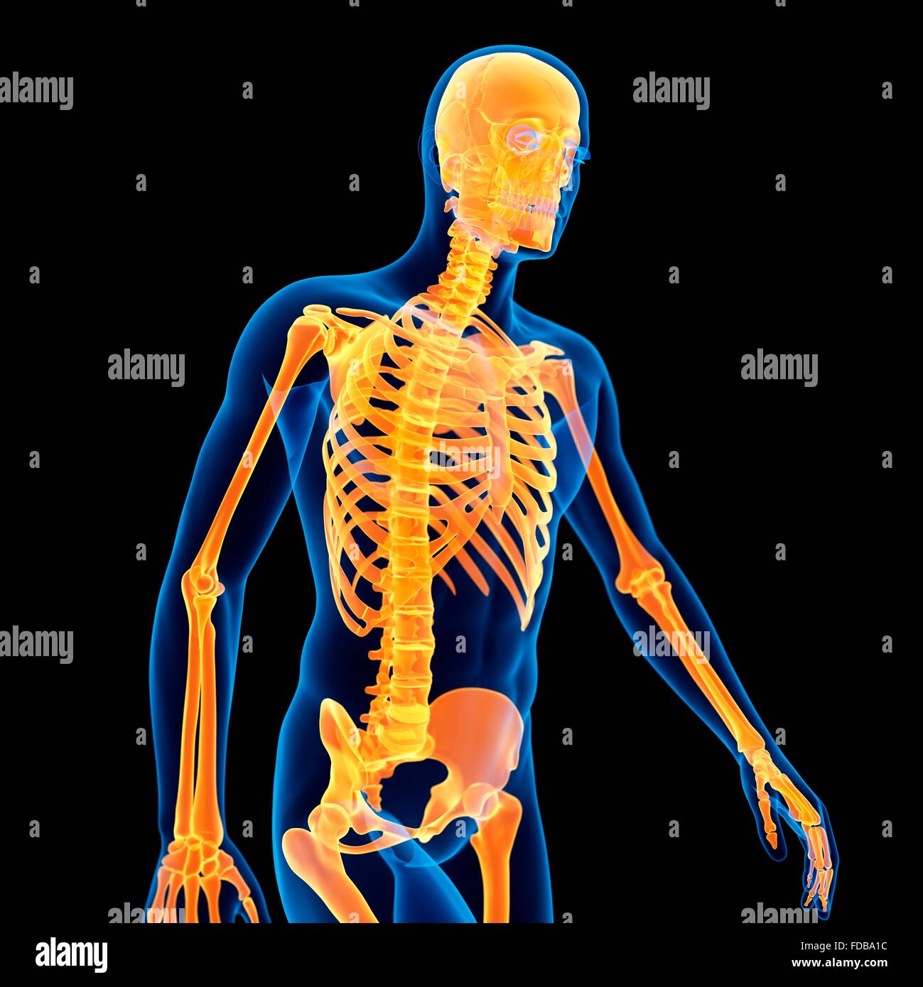 Menschliches Skelett-System, Abbildung. Stockfoto