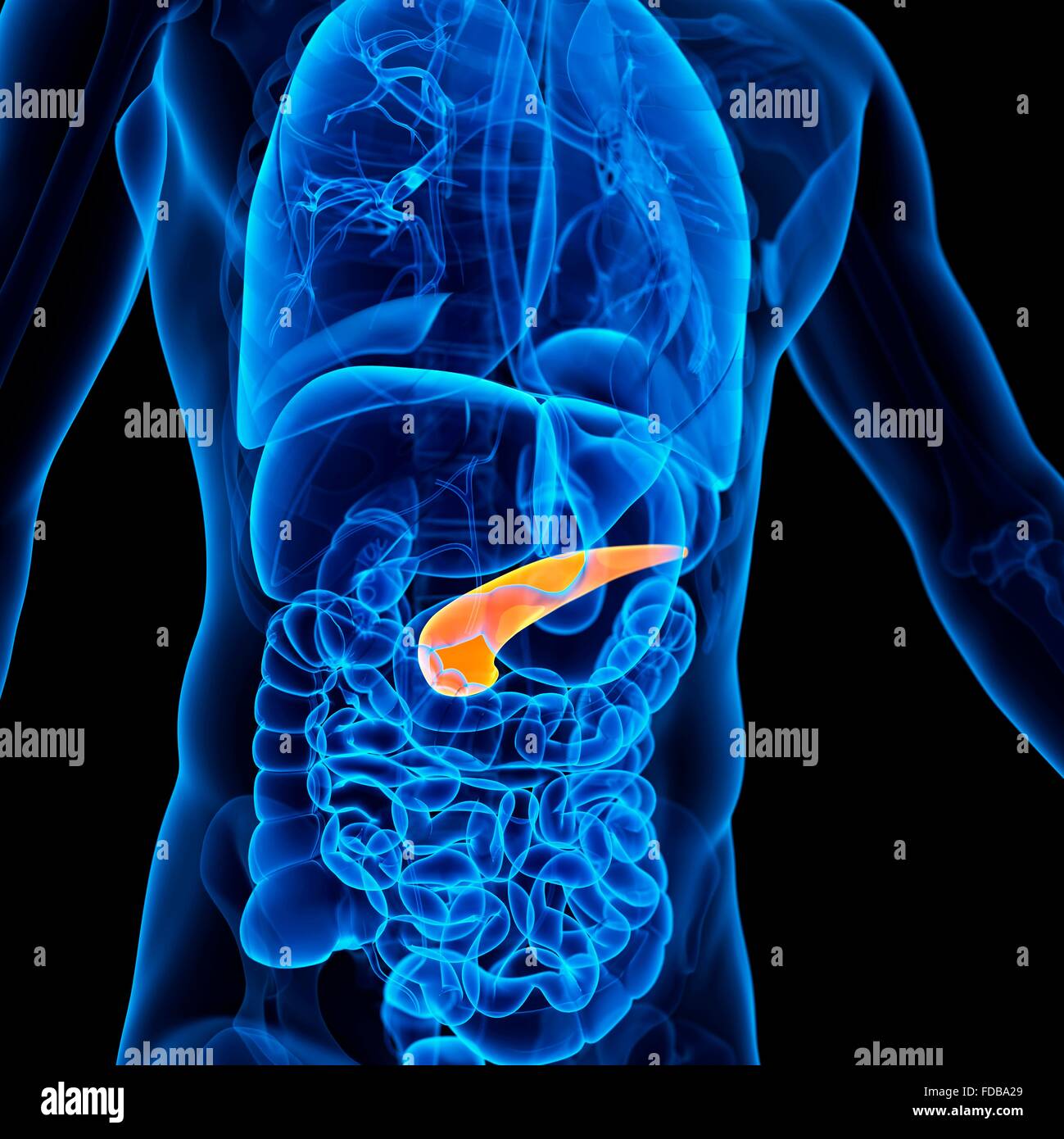 Menschlichen Bauchspeicheldrüse, Abbildung. Stockfoto
