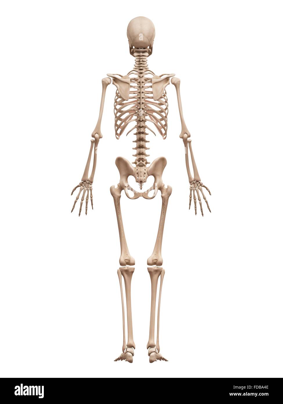 Menschliches Skelett-System, Abbildung. Stockfoto