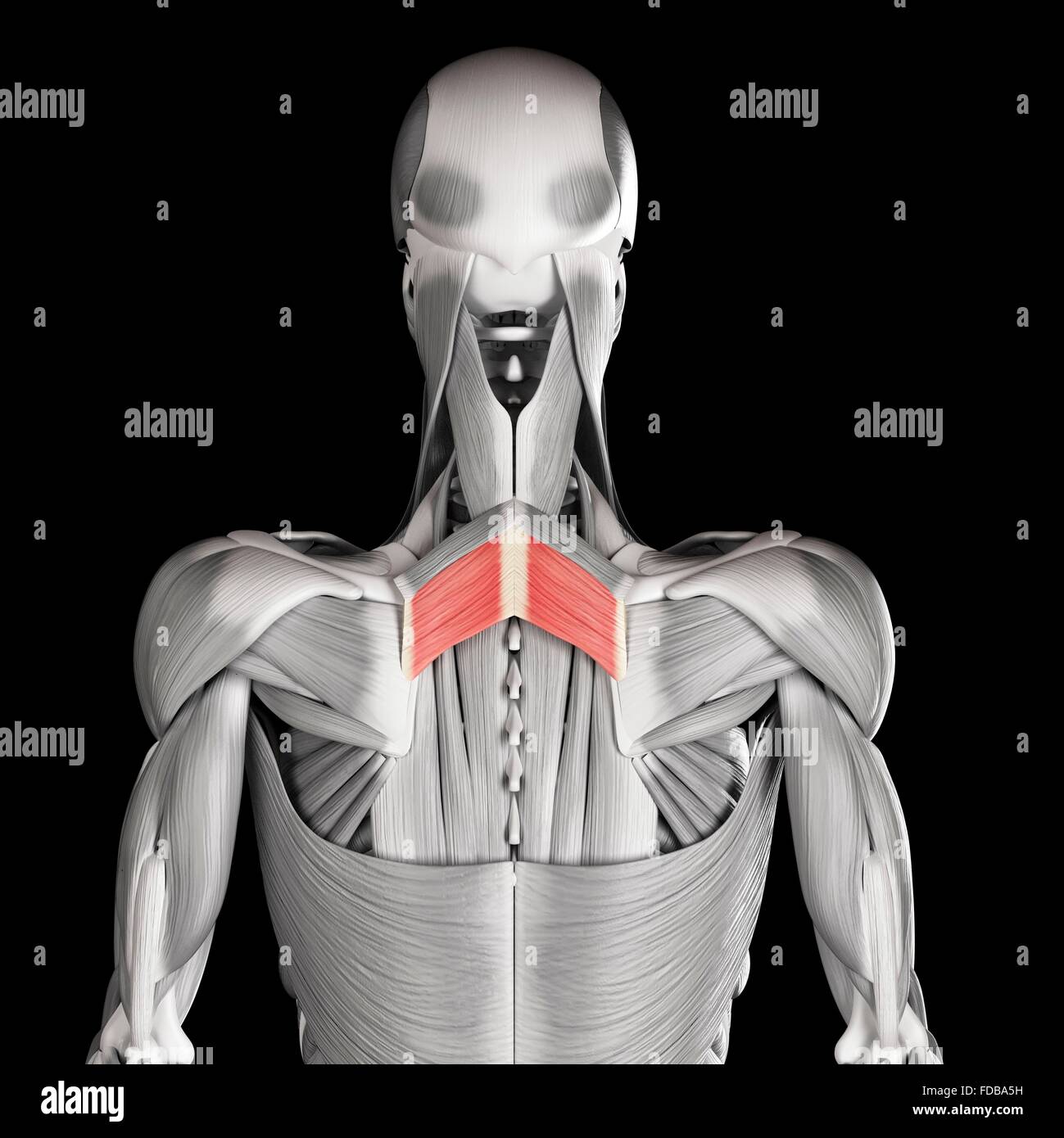Menschliche Rückenmuskulatur (rhomboiden Major), Illustration